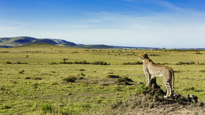 La meute : cinq guépards dans le Serengeti sur Arte