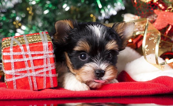 10 idées de cadeaux de Noël pour vos animaux de compagnie - M6