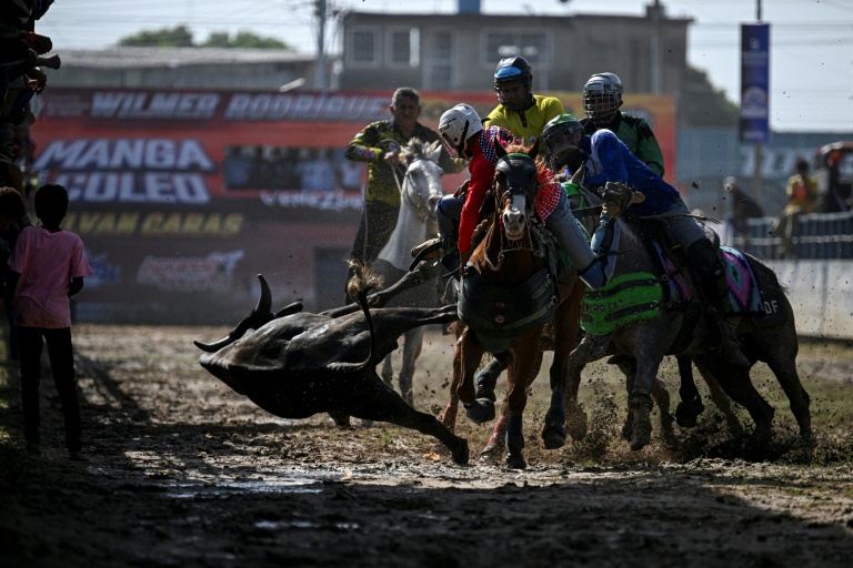 Tirer le taureau par la queue, une tradition de rodéo enracinée au Venezuela