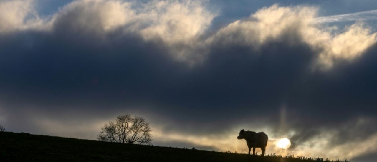 En Savoie, des milliers de vaches coincées en alpage pour cause d'épizootie