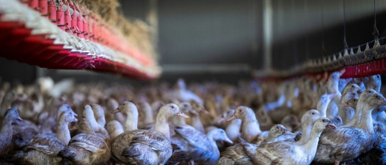 Grippe aviaire: le niveau risque désormais "élevé" en France, confinement des volailles Grippe aviaire: le niveau risque désormais "élevé" en France, confinement des volailles