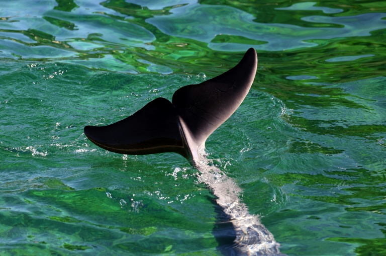 Colère d'associations après le décès en Espagne d'un dauphin du Marineland