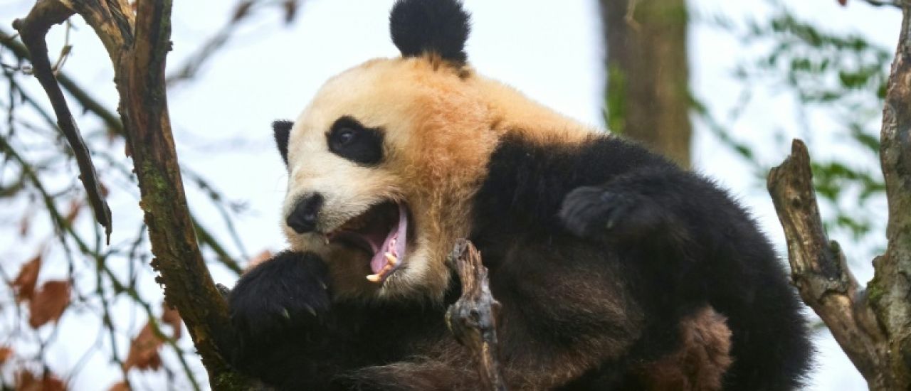 La France dit adieu à ses pandas chinois, Pékin promet de les remplacer