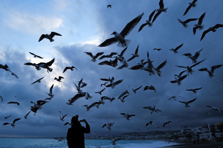 Le bruit affecte fortement les oiseaux et leur reproduction