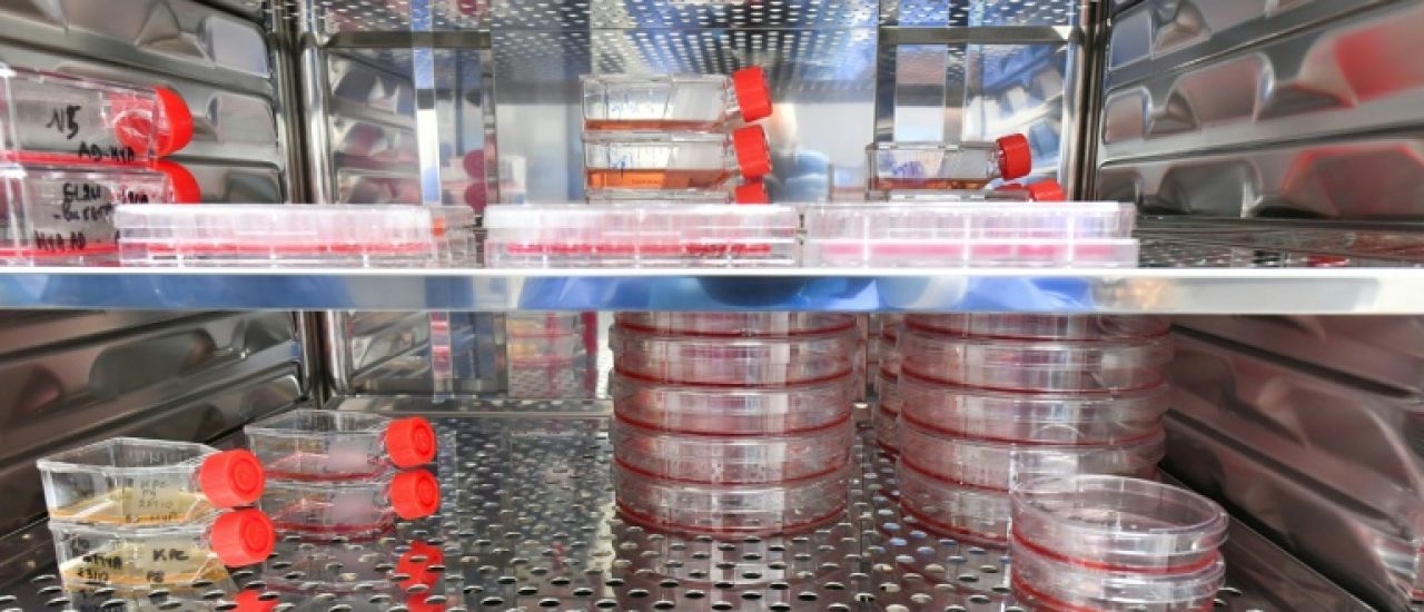 Cancers, immunité: les mille et une promesses de l'ARN messager dans un laboratoire d'Orléans