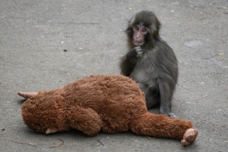 Le bébé macaque Punch s'adapte avec courage et attire les foules dans son zoo au Japon