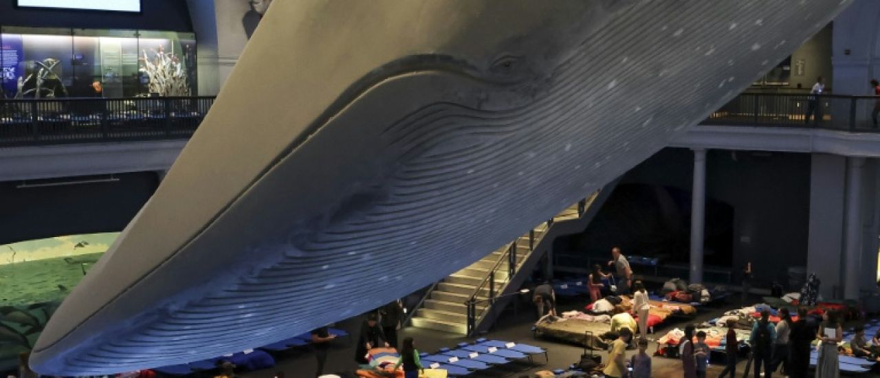 Soirée pyjama avec les dinosaures du musée d'histoire naturelle de New York