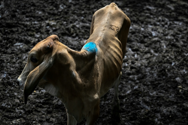 Avec El Niño, période de vaches maigres pour les éleveurs du Salvador