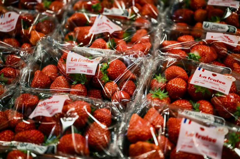 La fraise française résiste à la concurrence grâce la culture hors-sol