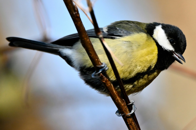 En France, moins d'oiseaux là où plus de pesticides sont achetés, selon une étude