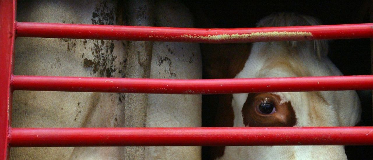 Transport des bêtes: une loi à l'arrêt sur le bien-être animal en Europe Transport des bêtes: une loi à l'arrêt sur le bien-être animal en Europe