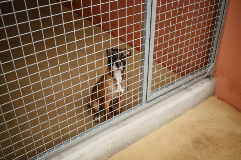 UE: des règles pour le bien-être des chiens et chats définitivement adoptées