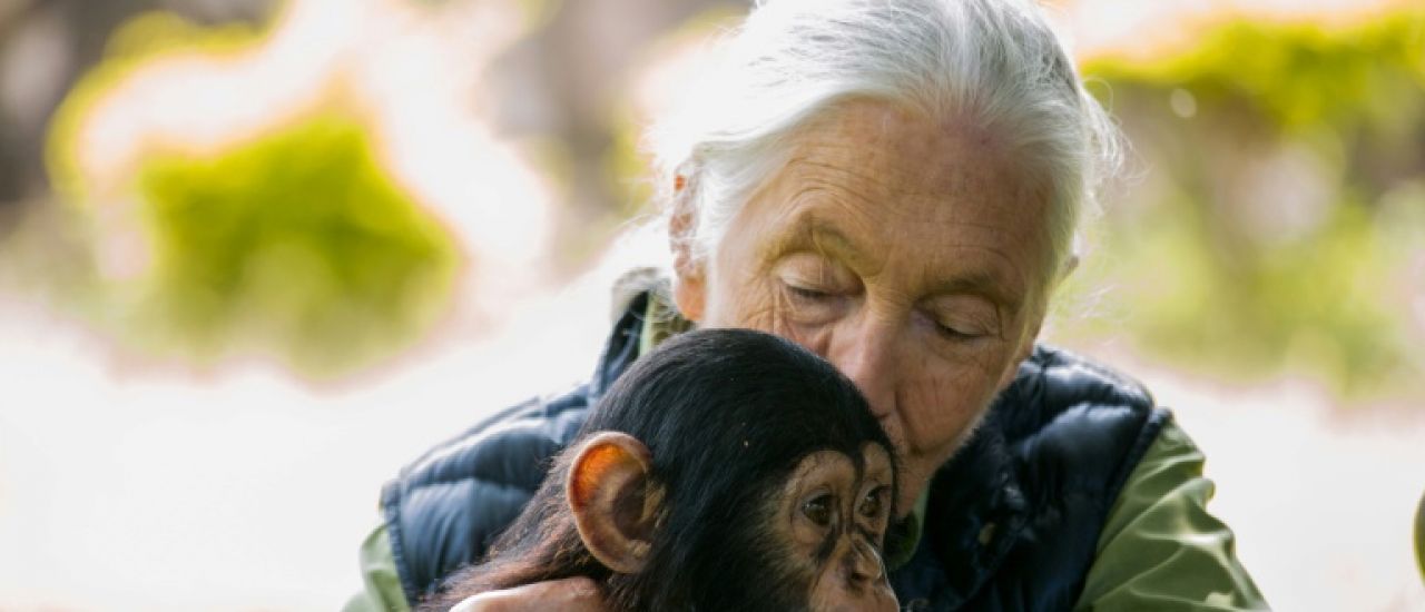 Jane Goodall, l'ambassadrice des chimpanzés