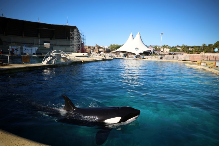 Vers un dénouement en Espagne pour les orques de Marineland
