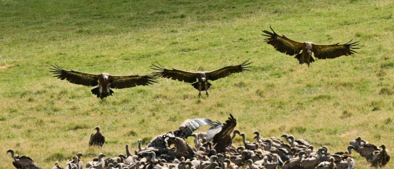Les vautours, nouvelle crainte des éleveurs basques et béarnais