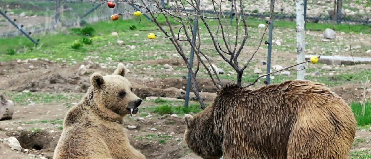 Arménie: à la rescousse des ours maltraités