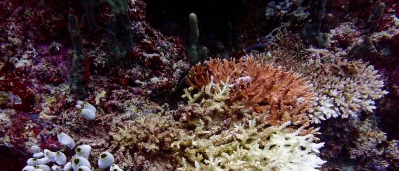 Les récifs coralliens ont franchi un "point de basculement" climatique