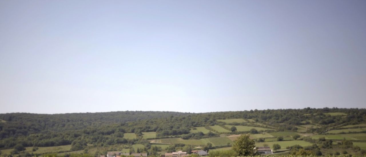 Début des vendanges en Bourgogne, un nouveau record de précocité