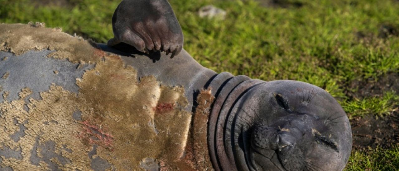La grippe aviaire a décimé les éléphants de mer, montre une étude
