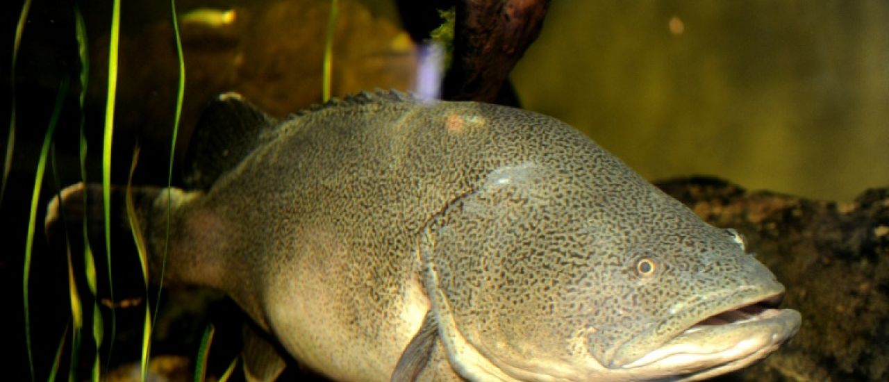 En Australie, l'invraisemblable record de nage d'une morue