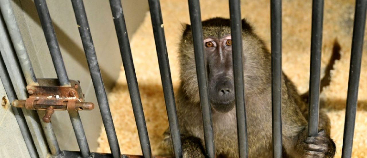 En Provence, l'extension d'un discret centre d'élevage de singes de laboratoire divise