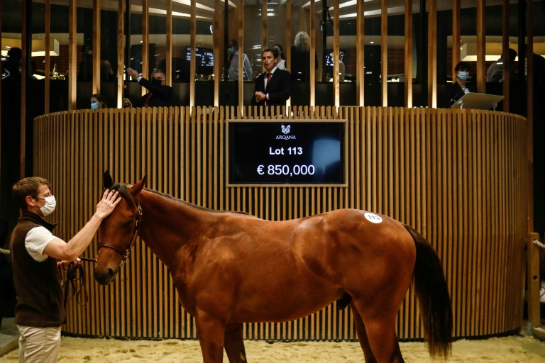 Cheval de course : la possibilité "d'acheter une patte" sans être millionnaire