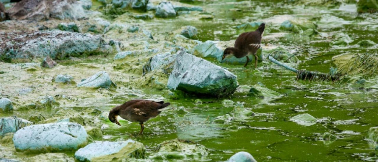 Le plus grand lac du Royaume-Uni suffoque à cause des algues toxiques