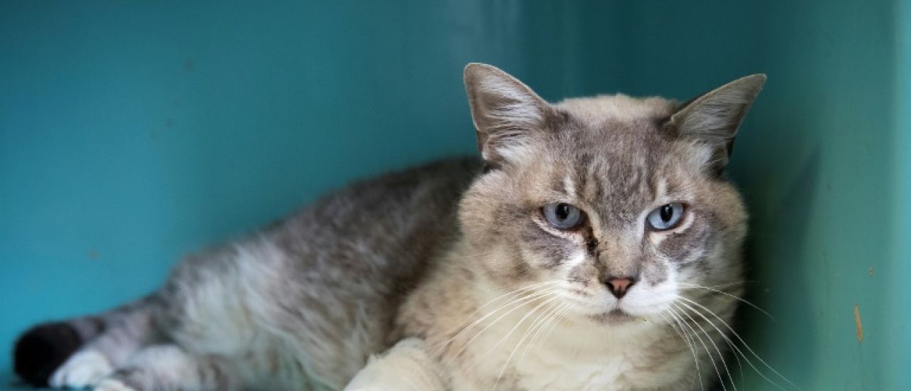 La Fondation 30 millions d'amis doit dépenser davantage, selon la Cour des comptes