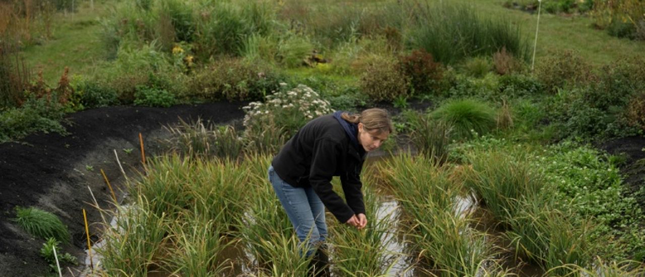 Grâce au changement climatique, le pari "pas si fou" de cultiver le riz en Angleterre