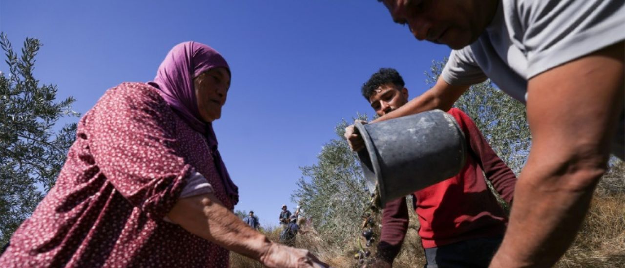 En Cisjordanie, la récolte des olives perturbée par un pic de violences des colons