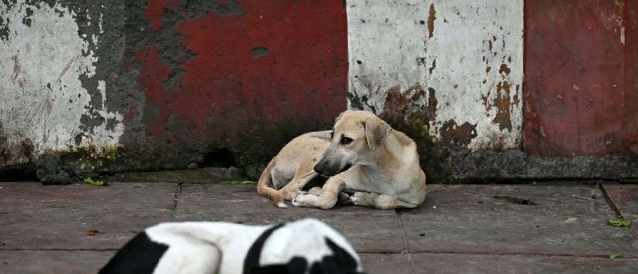 L'Inde revient sur sa décision de débarrasser Delhi des chiens errants