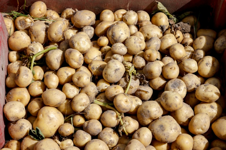 Pommes de terre: vers une crise historique après la sécheresse