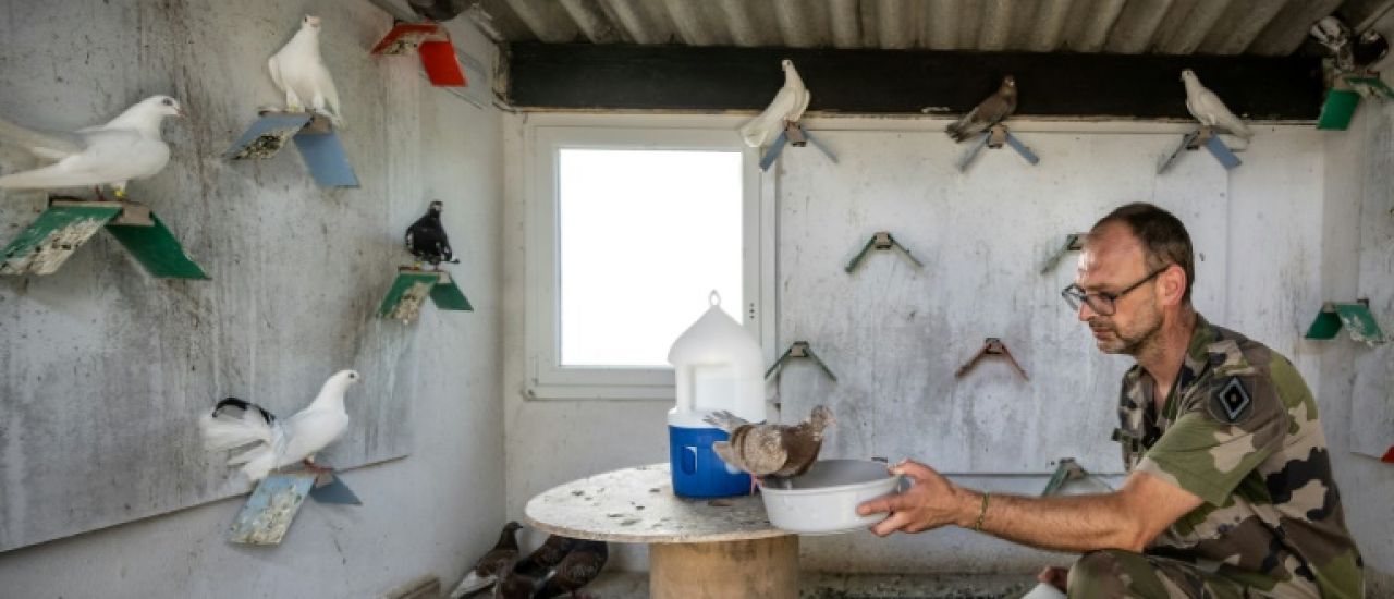 Près de Paris, les derniers pigeons militaires d'Europe s'envolent toujours