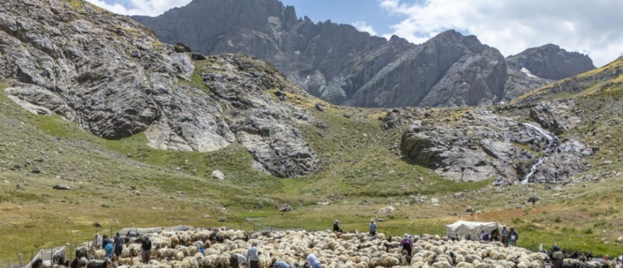 En Turquie, les bergers kurdes retrouvent leurs alpages avec la paix