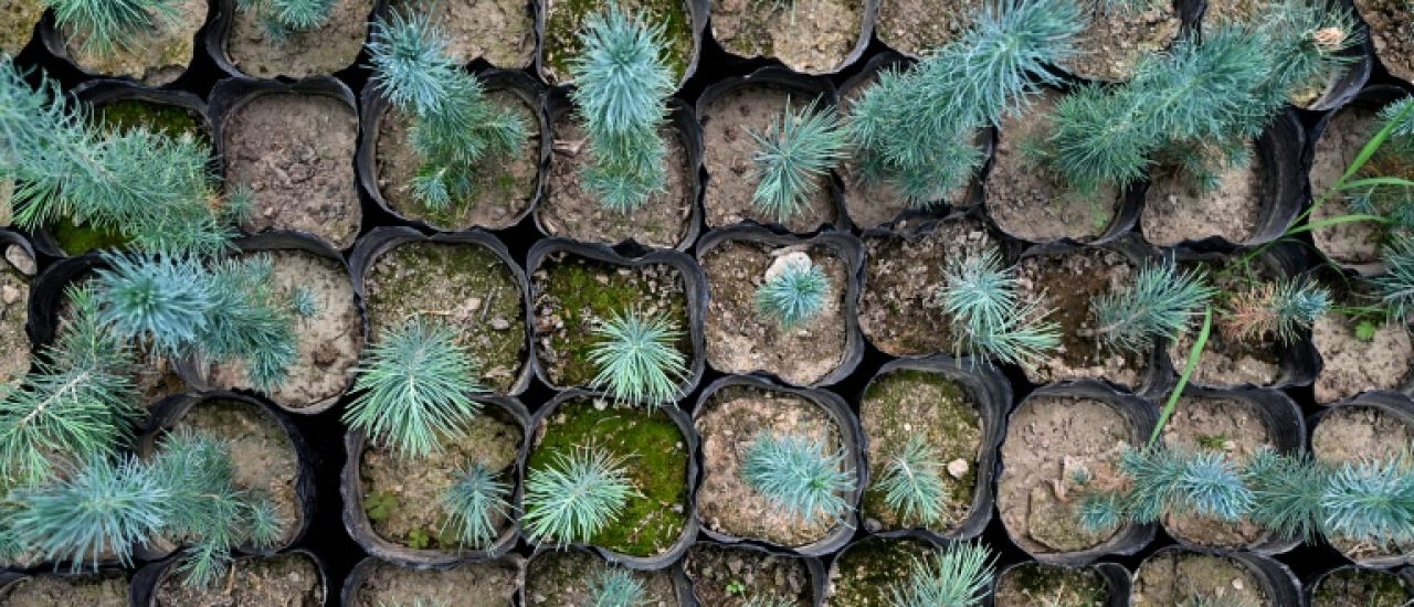 Les Afghans redécouvrent les bienfaits des arbres
