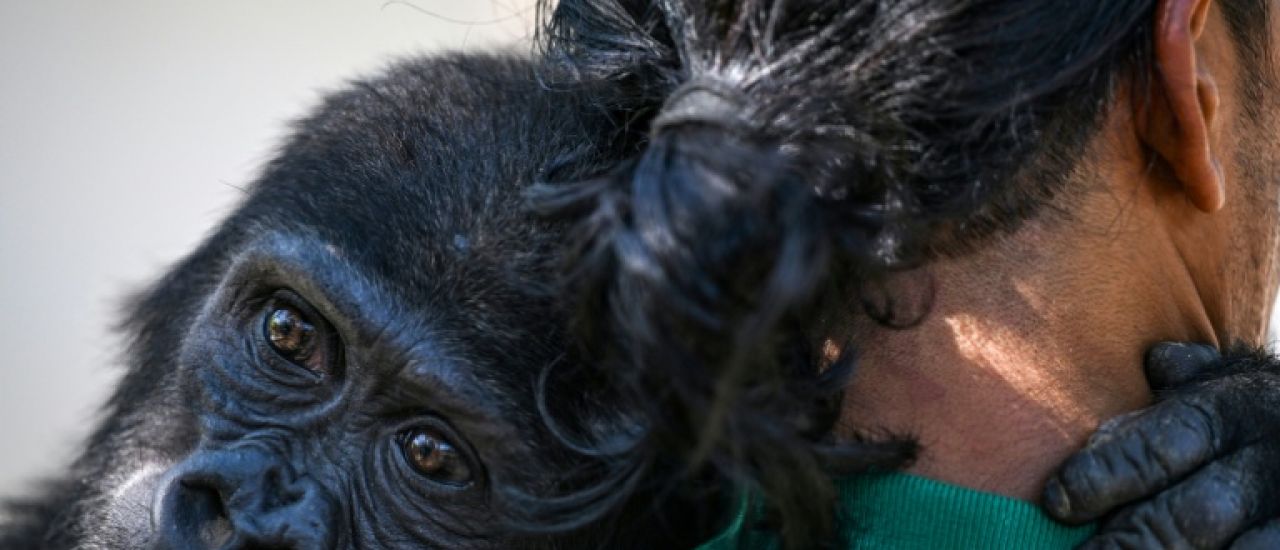 En Turquie, un bébé gorille prépare son retour au Nigeria