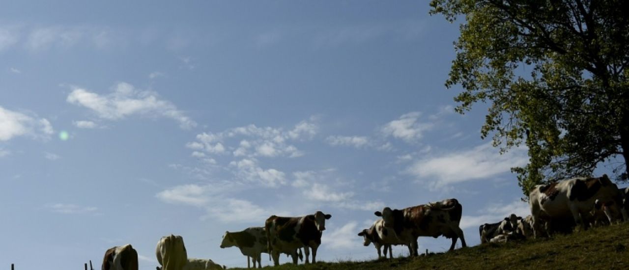 Inquiétude et tensions parmi les éleveurs bovins face à un nouveau foyer de dermatose nodulaire