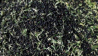 Olives espagnoles: l'UE autorisée à imposer des sanctions contre les Etats-Unis, selon l'OMC