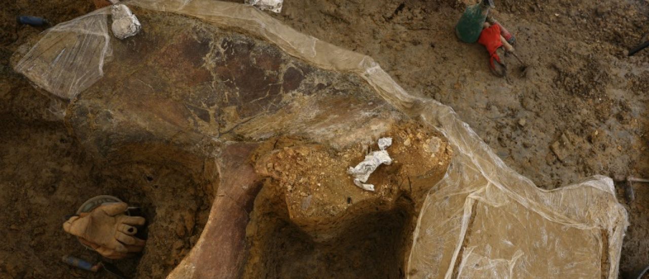 Une nouvelle espèce de dinosaure continue de sortir de terre en Charente