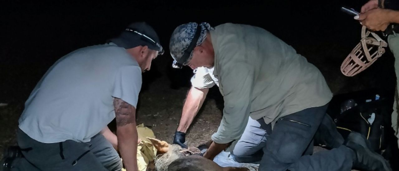Grèce : capture d'une louve recherchée pour avoir attaqué un enfant