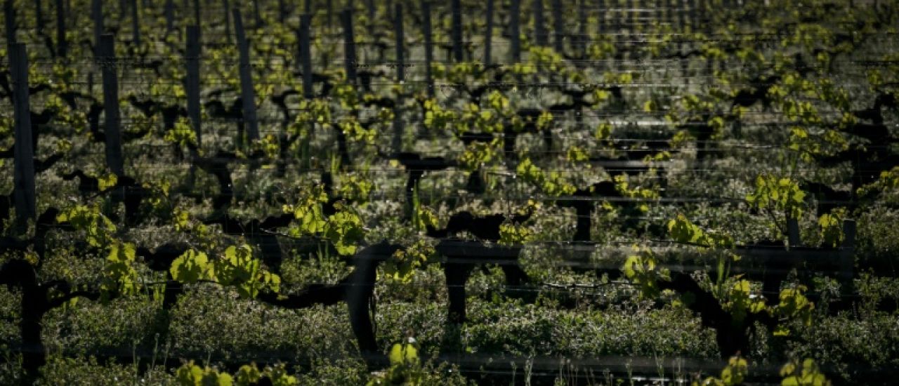 Climat: près de Bordeaux, levures et porte-greffe à la rescousse du vin