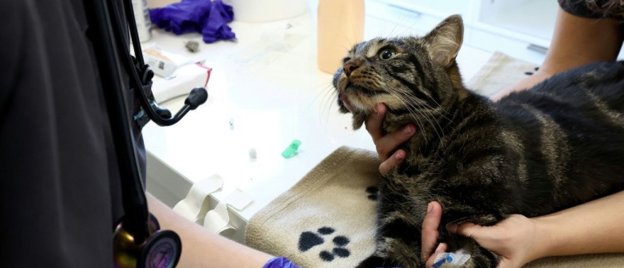 Don du sang: entre animaux domestiques, ça marche aussi