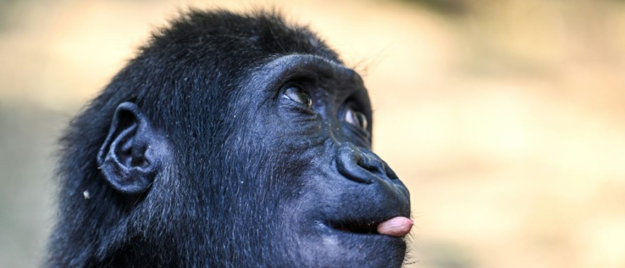 Zeytin le bébé gorille restera en Turquie après un test ADN Zeytin le bébé gorille restera en Turquie après un test ADN