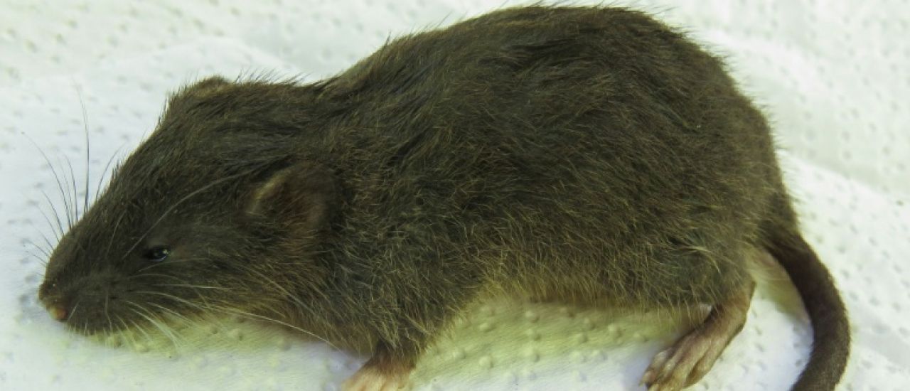 Une espèce inconnue de rongeur découverte dans la jungle au Pérou