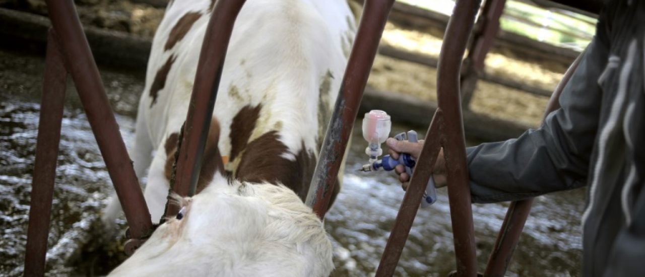Dermatose des bovins: l'Etat démarre la vaccination de 285.000 bovins
