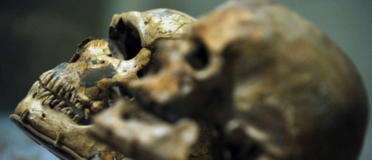 Un crâne d'un million d'années pourrait modifier la chronologie de l'évolution humaine, selon une étude