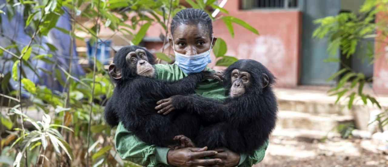 Sierra Leone: réouverture au public d'un emblématique sanctuaire pour chimpanzés