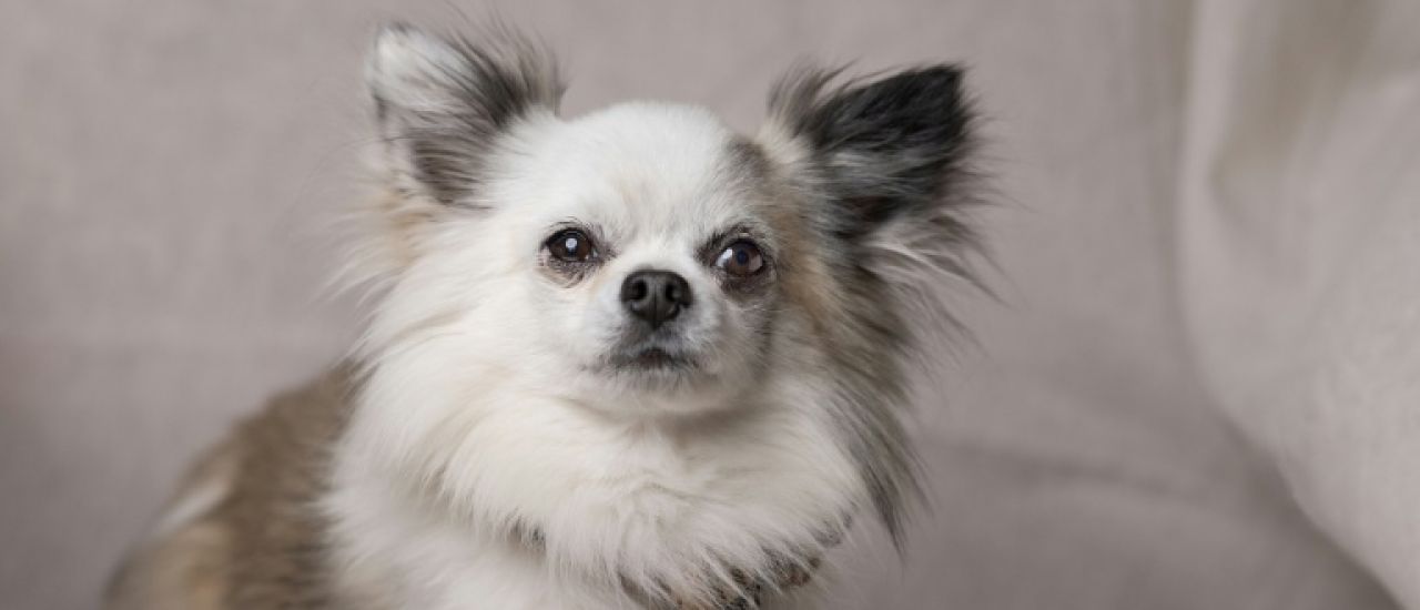 La plupart des chiens ont de l'ADN de loup, même les chihuahuas