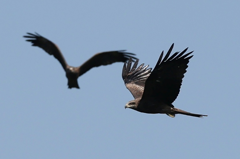 Sur la côte géorgienne de la mer Noire, des rapaces pris pour cible