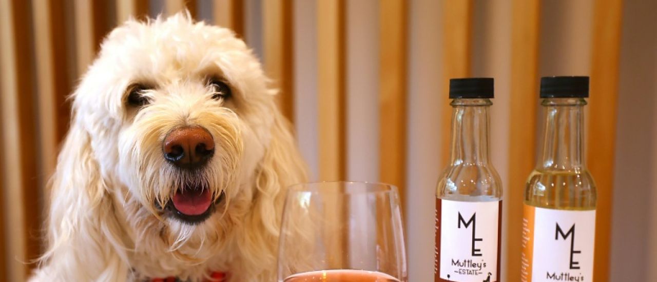 Nouvelle-Zélande: du vin sans alcool pour animaux, une idée qui a du chien Nouvelle-Zélande: du vin sans alcool pour animaux, une idée qui a du chien
